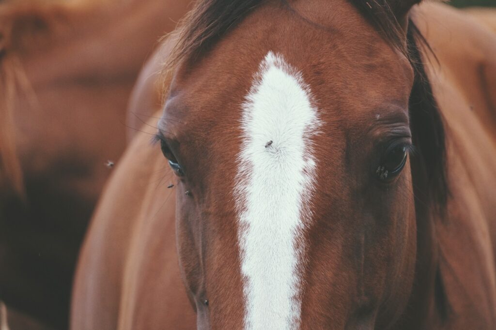 horse, paci, spotted-1702571.jpg