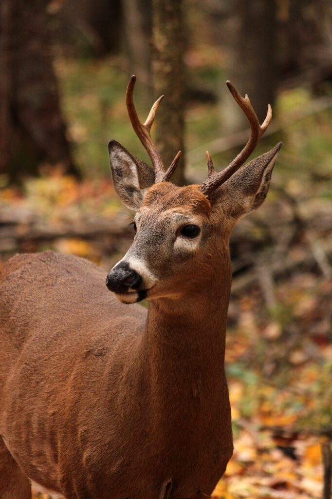 whitetail, deer, mam-4544657.jpg